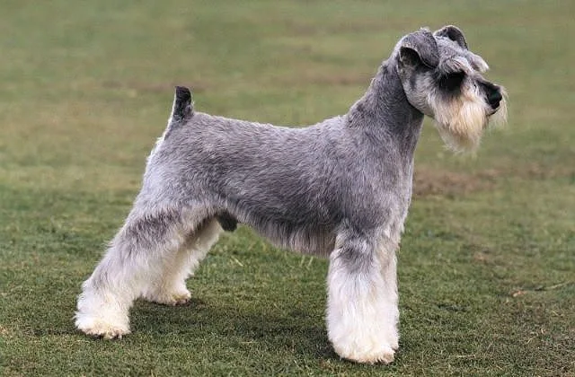 Цвергшнауцер (10)4