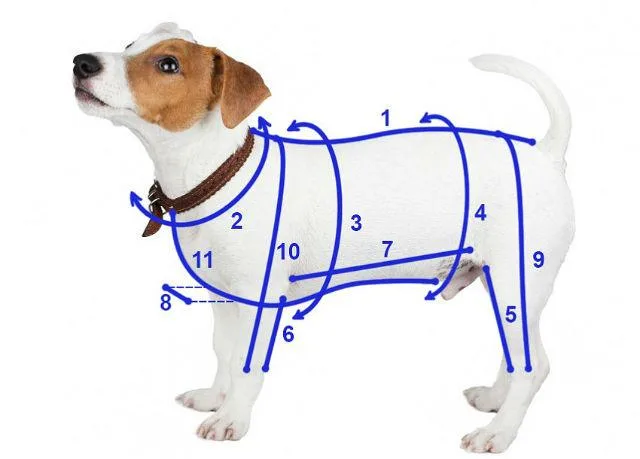 Одежда для джек-рассел-терьера: необходимость для здоровья или прихоть владельца?4