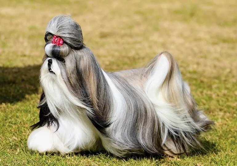 Особенности содержания и характеристика породы ши-тцу: уход, питание и поведение5