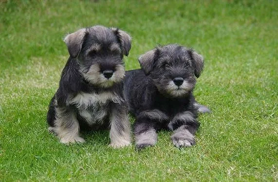 Цвергшнауцер (17)14