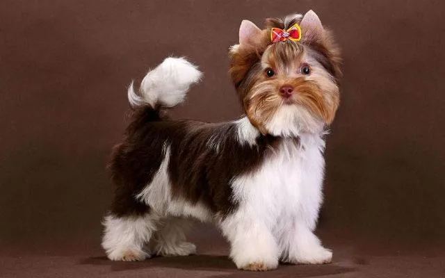 Бивер-йоркширский терьер: уникальный окрас, золотой характер и уход за питомцем4