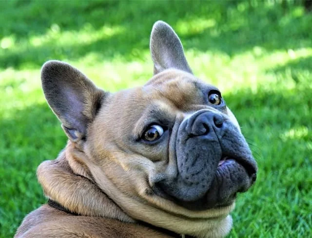 Французский бульдог: преданный охранник, крысолов и любимец Ива Сен-Лорана9