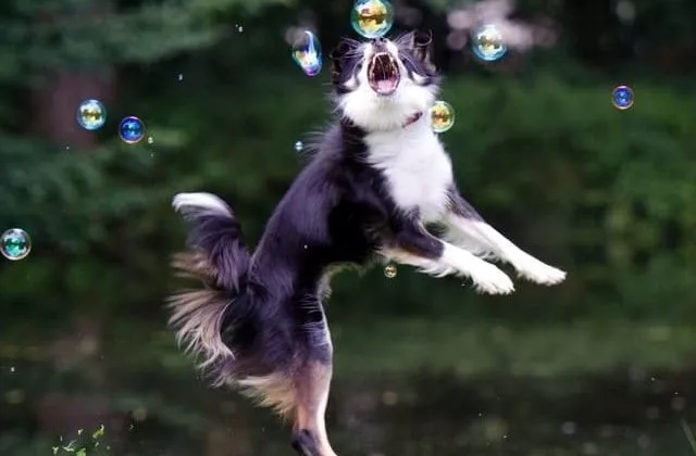 Бордер колли (30) Бордер колли (30)24