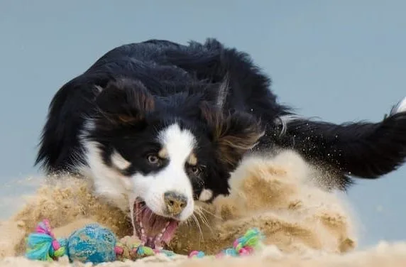 Бордер колли (12) Бордер колли (12)23