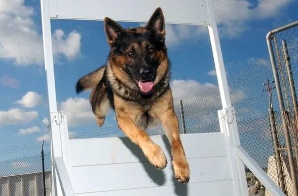 Как дрессировать немецкую овчарку (24)14