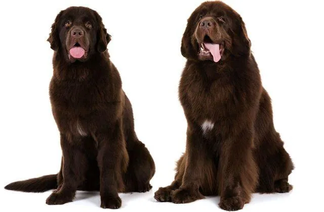 Ньюфаундленд (14)17