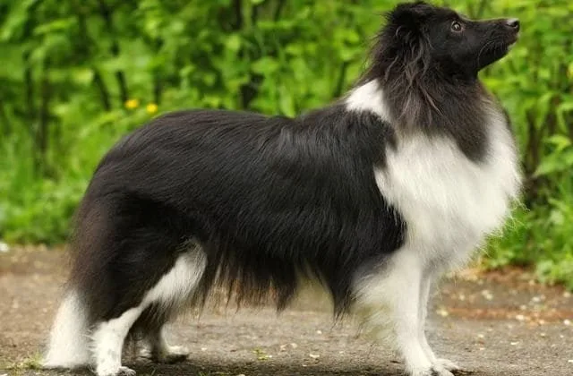 Карликовые колли (шелти) (17)28