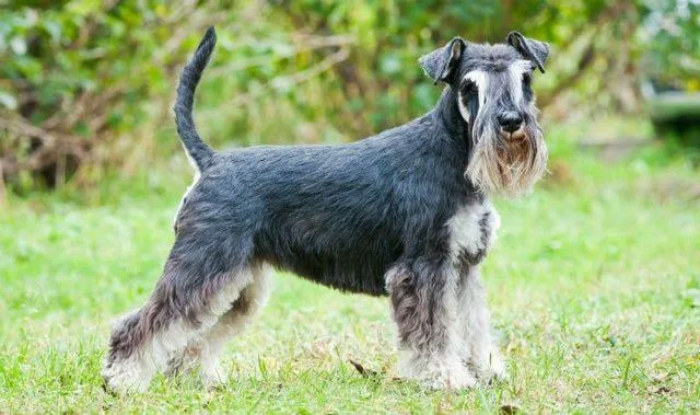 Цвергшнауцер: самый маленький служебный пес и его особенности1