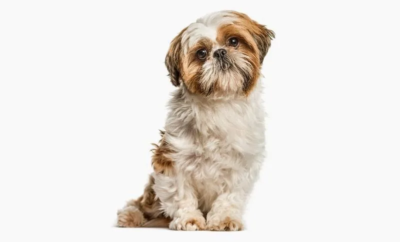 Особенности содержания и характеристика породы ши-тцу: уход, питание и поведение1