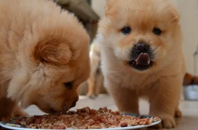 Померанский шпиц медвежьего типа (11)22