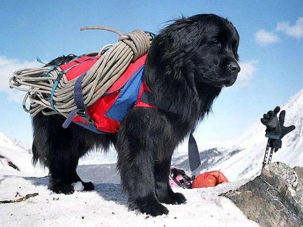 Ньюфаундленд: полное руководство по истории, стандартам породы и уходу за московским водолазом1