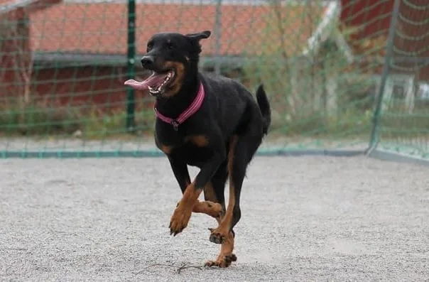 Босерон (7)19