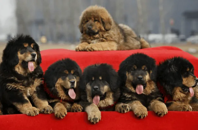 Собака тибетский мастиф (3)19