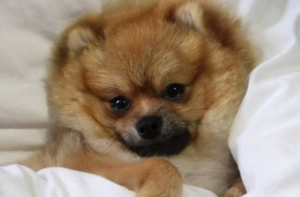 Померанский шпиц медвежьего типа (23)18