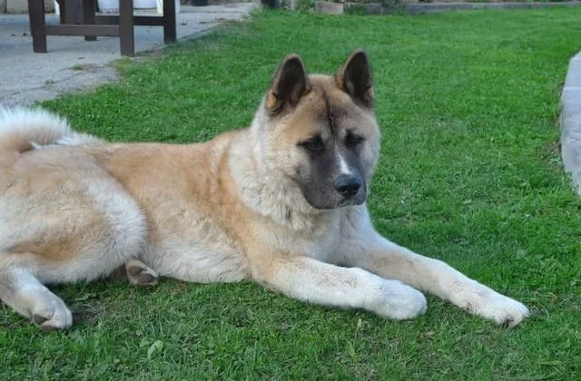Американская акита (17)13