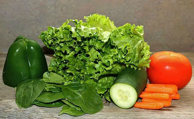 Как правильно кормить русского той-терьера: советы по питанию взрослых собак и щенков3