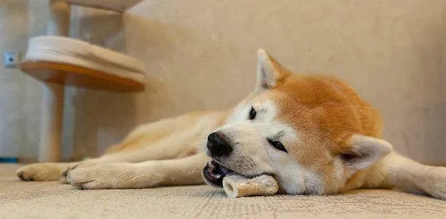 Чем правильно кормить акита-ину: рекомендации по рациону для гостей из Японии2