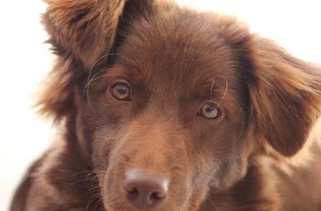 Бордер колли (21) Бордер колли (21)15