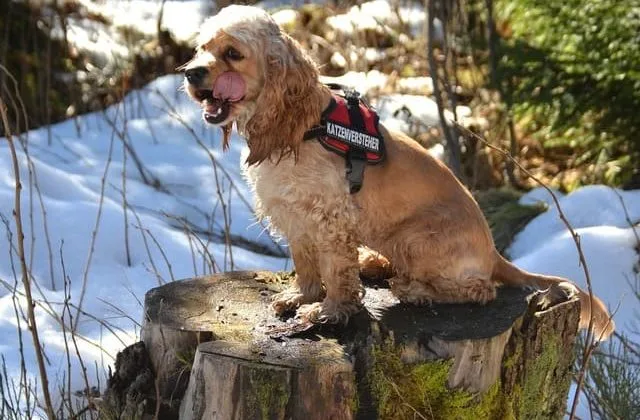 Американский кокер-спаниель (10)21