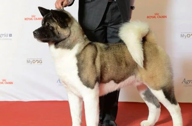 Американская акита (15)6