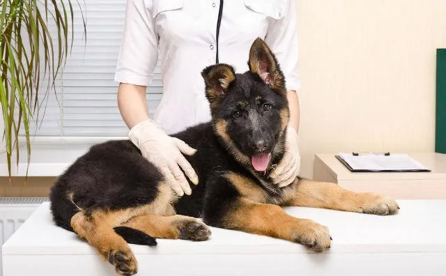 Смена зубов у щенка немецкой овчарки: советы по уходу и помощи питомцу6