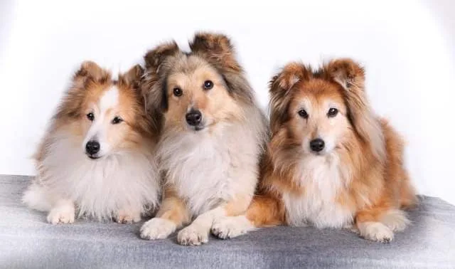 Шотландская овчарка: преданный друг с аристократической внешностью и уникальным характером4