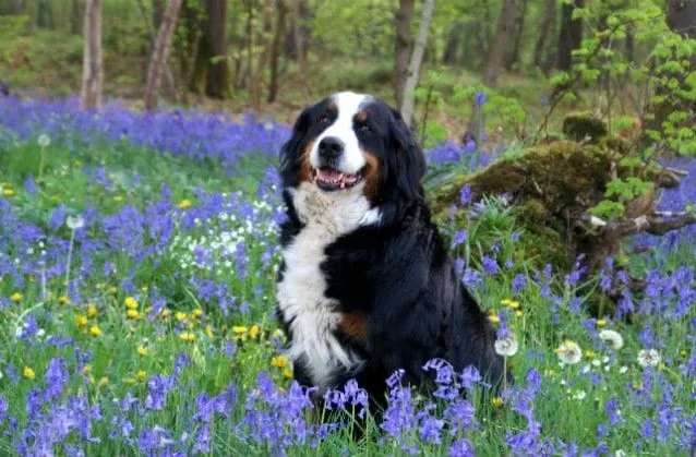 Бернский зенненхунд (7)14