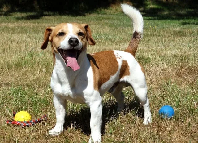 Уход и содержание джек-рассел-терьера: советы и секреты для здоровья и счастья вашего питомца6