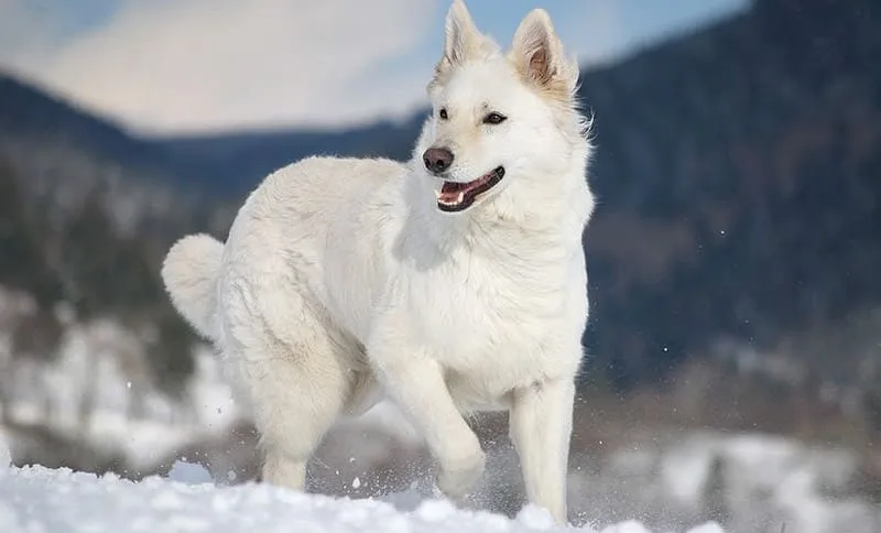 Окрасы немецких овчарок: типы, стандарты и особенности ухода3