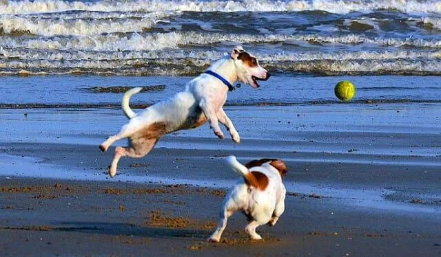 Купирование хвоста у джек-рассел-терьера: основные плюсы и минусы процедуры1