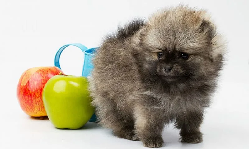 Как защитить померанского шпица от болезней: правила и особенности вакцинации для здоровья вашего питомца4