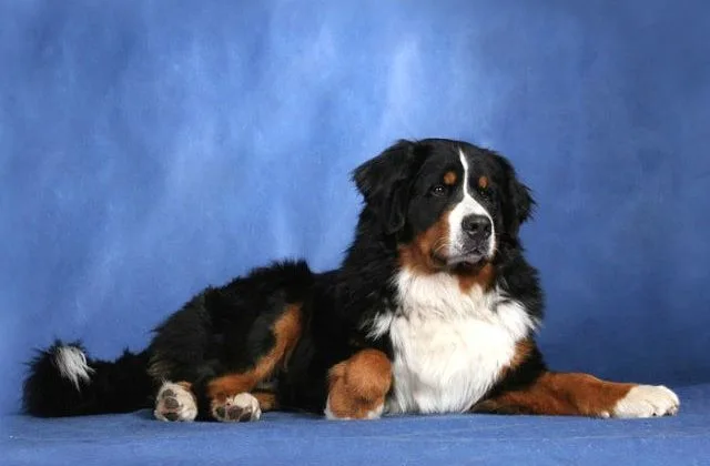 Бернский зенненхунд (24)8