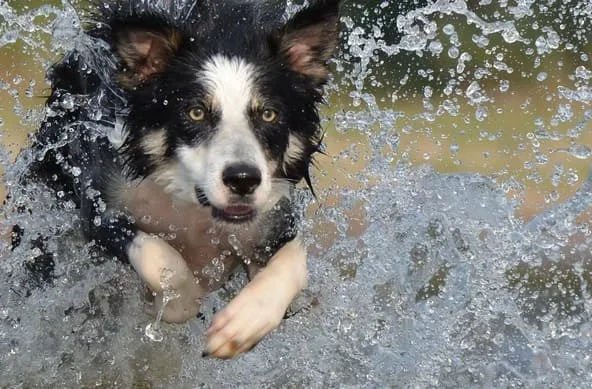 Бордер колли (14) Бордер колли (14)18