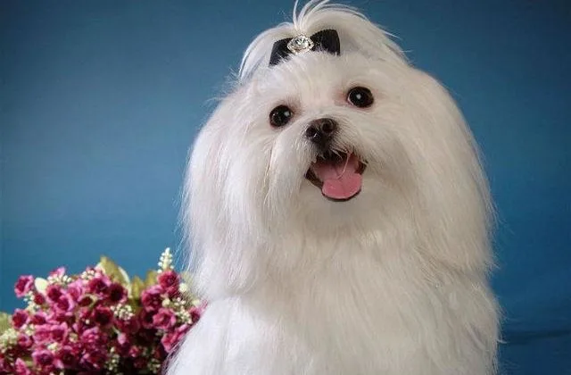 Самые популярные породы Мальтийская болонка12