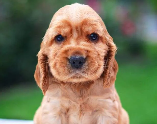 Американский кокер-спаниель: энергичный компаньон с роскошной шерстью4