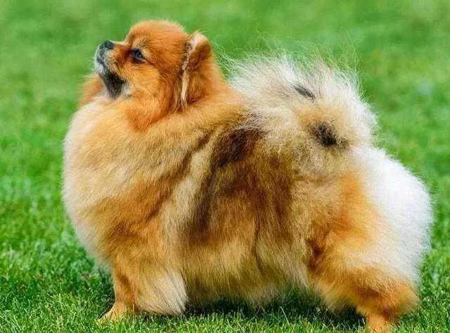 Померанский шпиц медвежьего типа: дружелюбный, смелый и пушистый компаньон для всей семьи1