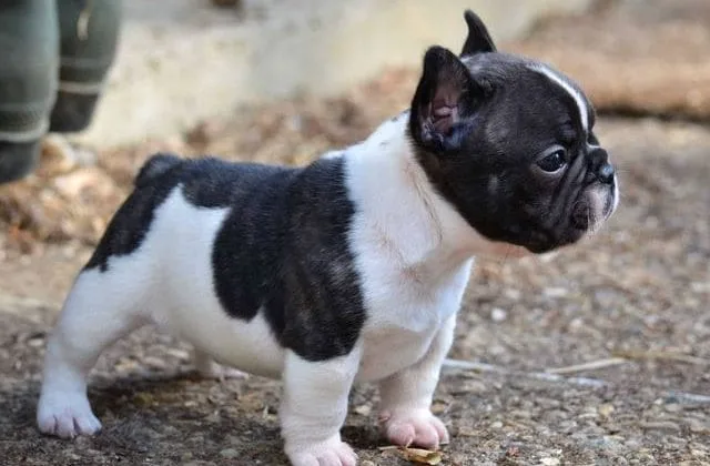 Французский мини бульдог (5)9