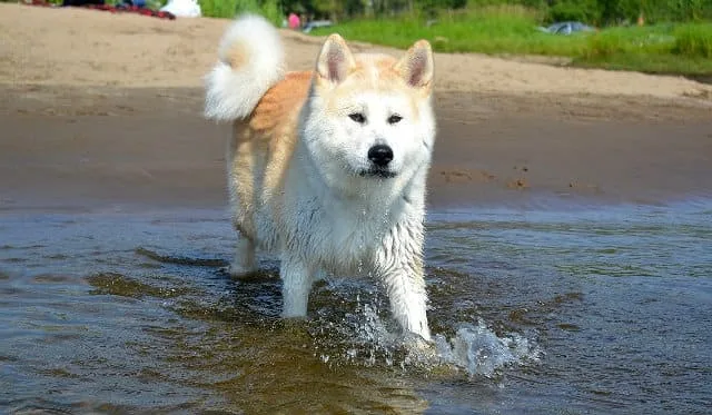 Уход за щенком и взрослой собакой породы Акита-ину: советы и рекомендации3