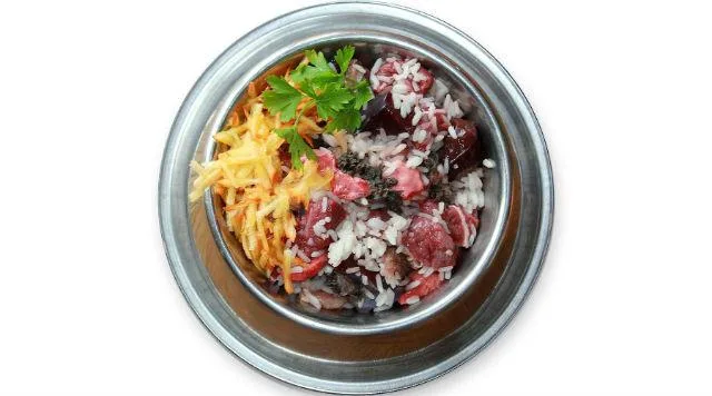 Беременность и роды йоркширского терьера: возможные проблемы и советы для владельцев3