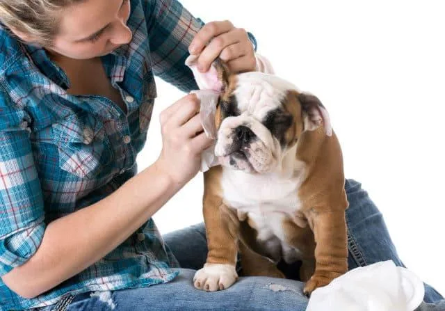 Аллергия в ушах у мопсов, французских бульдогов и йорков: как вовремя распознать и эффективно вылечить4