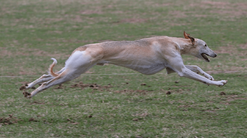 Польская борзая: быстрое и ловкое охотничье соб犬 для дроф6