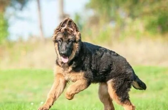 Как дрессировать немецкую овчарку (1)19