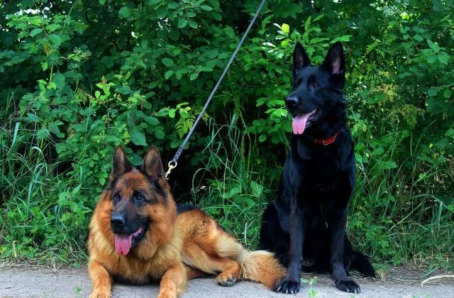 Черная немецкая овчарка (7)7