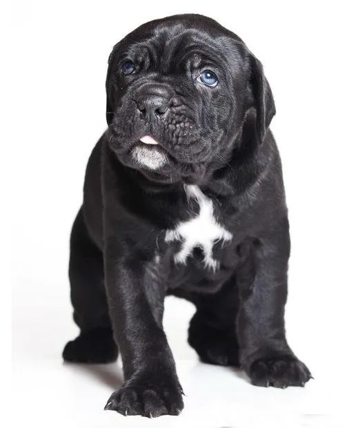 Добродушный красавец кане-корсо: идеальная порода из Италии для семьи6