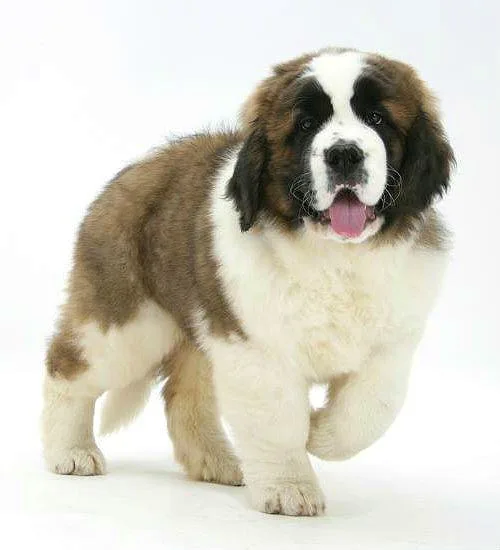 Сенбернар: величественная порода с доброй душой и уникальными качествами3