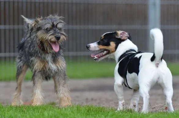 Джек-рассел-терьер (29)18