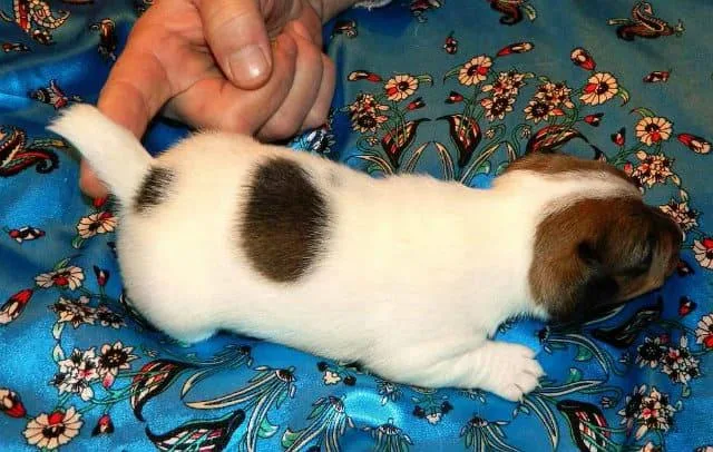 Купирование хвоста у джек-рассел-терьера: основные плюсы и минусы процедуры2