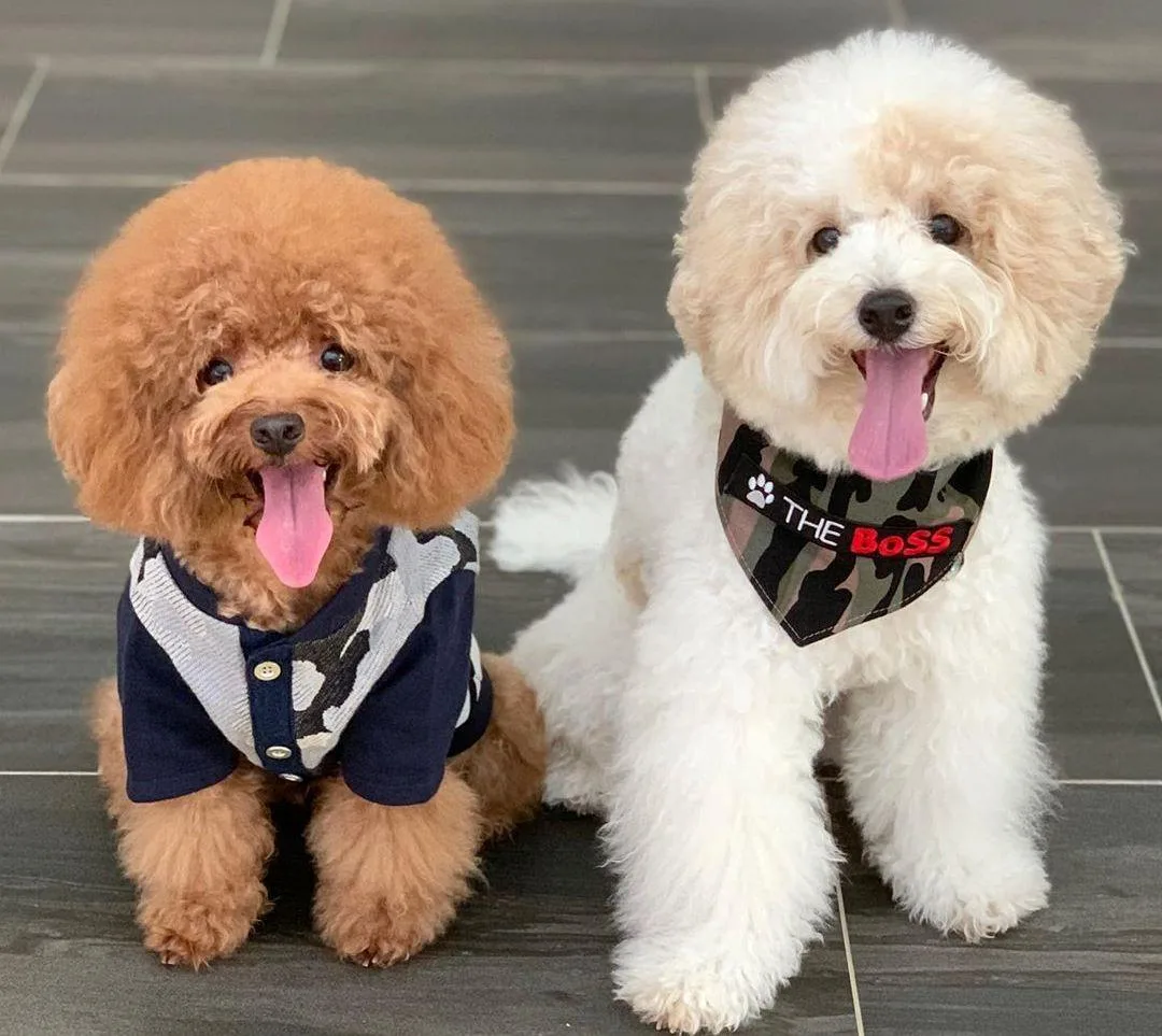 Мальтипу: особенности и уход за гибридной собакой2