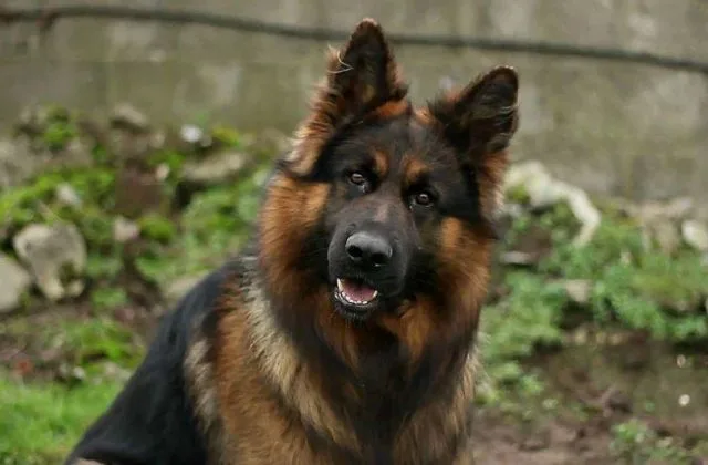 Длинношерстная немецкая овчарка (2)11