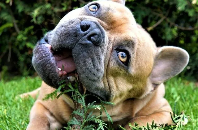 Французский бульдог (26)12